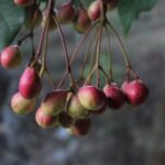 Buy Senthirai, செந்திராய் - Live Plant Online 
Shopping for Sale