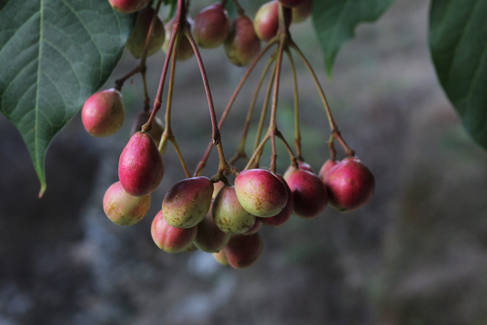 senthirai-scaled-1.jpg Buy Senthirai, செந்திராய் - Live Plant Online
Shopping for Sale - Image 1