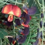 Buy Sesbania sesban .var bicolor, Bicolour sesban, jayanthi - 
black, Karuppu sittragathi, karumchembai, karunjembai, 
கருஞ்செம்பை - Live plant online shopping 
for sale
