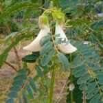 Buy Agathi Keerai Plant Online | Sesbania grandiflora