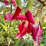 Buy Red Agati Plant Online | Sesbania grandiflora (Red)