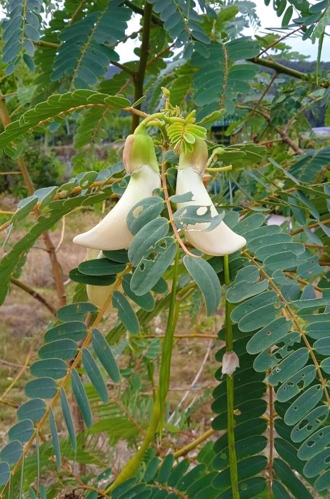 sesbania grandiflora Buy Agathi Keerai Plant Online | Sesbania grandiflora - Image 1