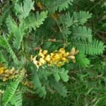 Buy Sesbania sesban, common sesban, sittragathi, chembai, sembai, 
செம்பை, சிற்றகத்தி, jetrasin - 
Live plant online shopping for sale