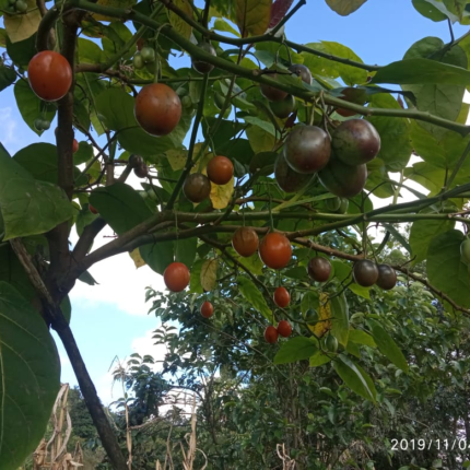 Buy Tree Tomato plant live specimen showing Tamarillo leaves