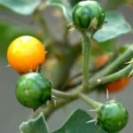 Buy Solanum indicum, mul sundai, brihati, poison berry, 
anaichundai, pappara malli, badi kateri, vanabhanta - Live plant 
online shopping for sale
