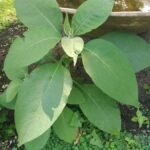 Buy Solanum mauritianum, Tree tobacco, wild tobacco, Kerosene 
plant, Solanum auriculatum, Solanum tabacifolium, Solanum 
verbascifolium var, auriculatum - Live plant online shopping for 
sale