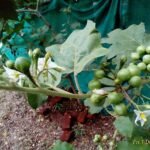 Buy Solanum torvum, turkey berry, anaichundai, malaisundai, 
sundaikai, சுண்டைக்காய் - Live plant 
online shopping for sale
