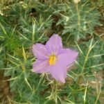 Buy Solanum virginianum - Live Plant Online Shopping for Sale