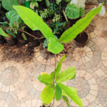 Buy Vateria indica, White Damar, Vellai Kungilyam, Dhupa Maram, வெள்ளை குங்கிலியம் - Live plant online shopping for sale