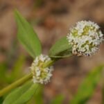 Buy Spermacoce verticillata, Button weed, Paal soori, 
பால் சூரி - Live plant online shopping for sale