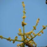Buy Amte - Live Plant Online Shopping for Sale