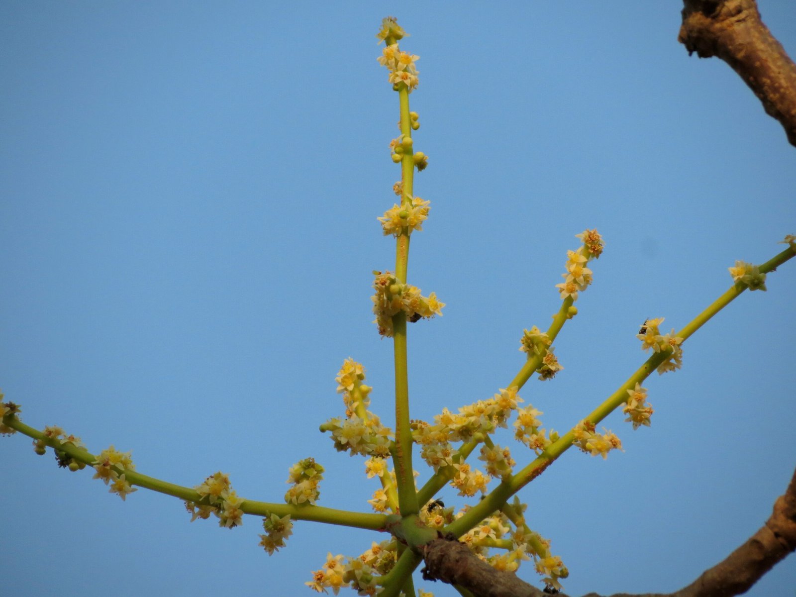 spondias-pinnata-2 Buy Amte - Live Plant Online Shopping for Sale - Image 1