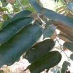 Buy Pterospermum suberifolium, Vennandhai, muchukund, mucukundam, narudu - Live plant online shopping for sale
