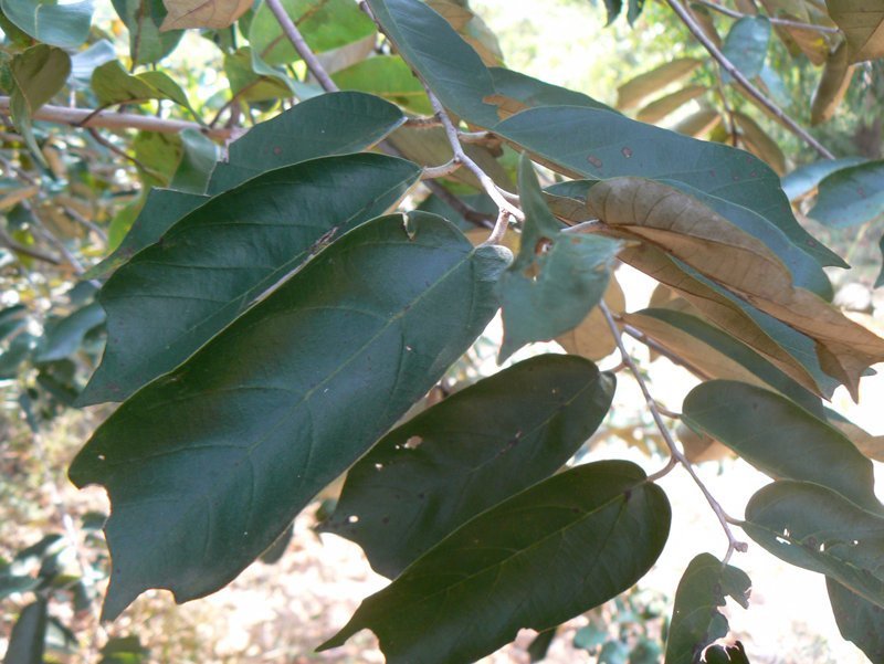 suberifolium.jpg Buy Pterospermum suberifolium, Vennandhai, muchukund, mucukundam, narudu - Live plant online shopping for sale - Image 1