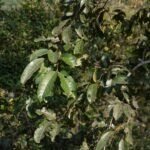 Buy Terminalia paniculata - Live Plant Online Shopping for Sale