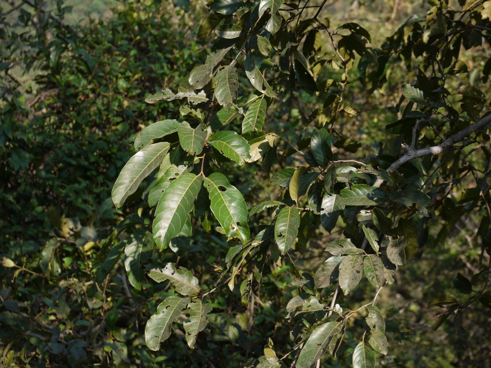 terminalia-paniculata.jpg Buy Terminalia paniculata - Live Plant Online Shopping for Sale - Image 1