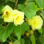 Buy Thespesia populnea - Uttara phalguni, uthiram, poovarasu, indian tulip tree, पारस पीपल, Paras Pipal - Live plant online shopping for sale