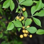 Toddalia asiatica Live Plant - Toddalia asiatica