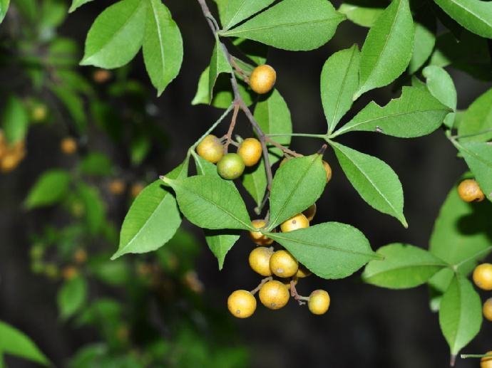 toddalia-asiativa.jpg Toddalia asiatica Live Plant - Toddalia asiatica - Image 1