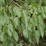 Buy Trewia nudiflora - Live Plant Online Shopping for Sale