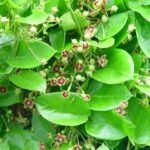 Buy Tylophora indica, Antamool, Jangli pikvam, Aadu muttada 
balli, Naccharuppan, Nanja murichaan, Kukka pala, Telegapala, 
Poda pacchali, Tellayadala, Neelatapiri, Mendi, Mulini, Mendisag 
- Live Plant Online Shopping for sale