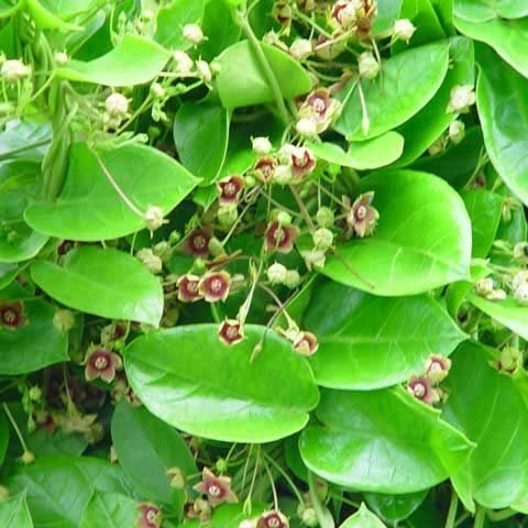 tylophora.jpg Buy Tylophora indica, Antamool, Jangli pikvam, Aadu muttada
balli, Naccharuppan, Nanja murichaan, Kukka pala, Telegapala,
Poda pacchali, Tellayadala, Neelatapiri, Mendi, Mulini, Mendisag
- Live Plant Online Shopping for sale - Image 1