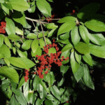 Buy Sinduri, Red Kamala, Monkey face tree, Mallotus philippensis - Live Plant Online Shopping for Sale