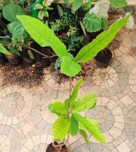 vateria indica