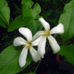 Buy white emic nut, kambi resin tree, kumbili, tikkamalli, dikkamalli, gardenia resinifera - Live Plant Online Shopping for Sale