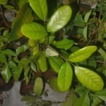 Buy Walsura trifoliata - Live Plant Online Shopping for Sale