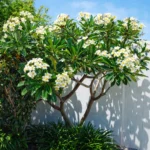 Buy Plumeria alba - original - Native, white frangipani caterpillar tree - Live plant online shopping for sale