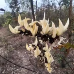 Buy White Palash Live Plant – White Flame of the Forest