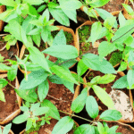 Buy Gurmar, gymnema sylvestre, sakkarai kolli, sugar killer, siru kurinjan, சிறுகுறிஞ்சான், गुरमर, madhunashini, मधुनाशिनी - Live plant online shopping for sale