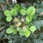 Buy petal less caper - Live Plant Online Shopping for Sale