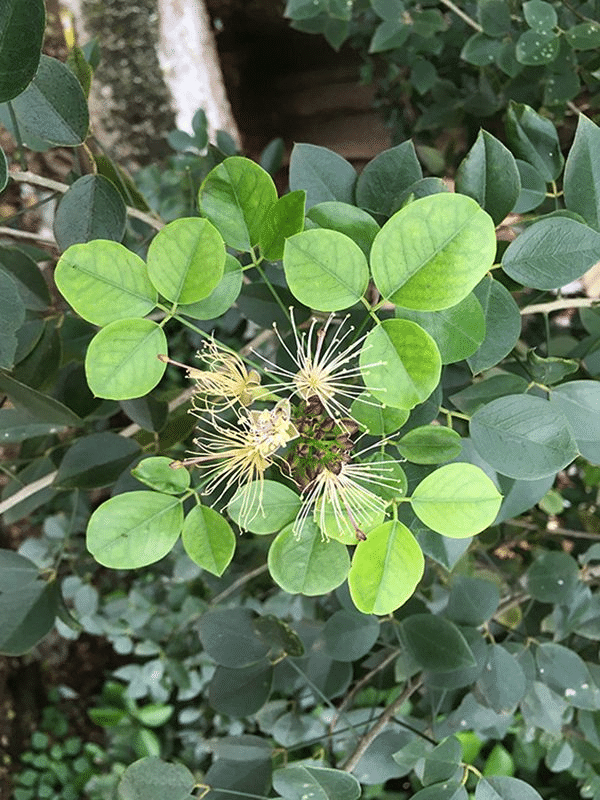 xoh2xqyoxlfesq7jjdqg.png Buy petal less caper - Live Plant Online Shopping for Sale - Image 1