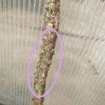 erusingi 2 feet stick