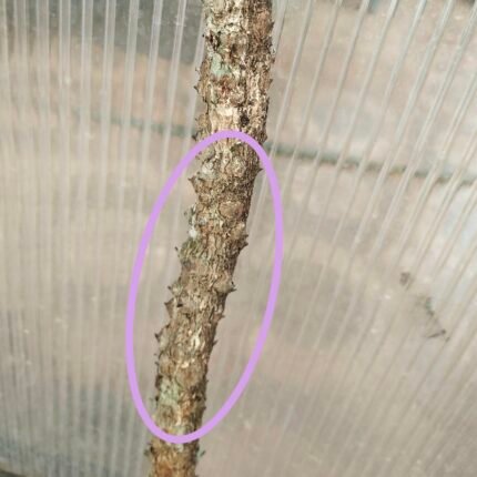 erusingi 2 feet stick