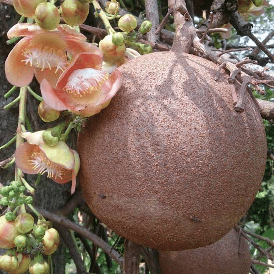 yrj8vsfexx32ihpr2hzi.png Buy Cannon Ball Tree - Live Plant Online Shopping for Sale - Image 1