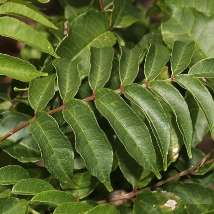 zanthoxylum rhetsa