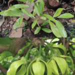 Buy Ylang Ylang Vine creeper, Artabotrys odoratissimus, Artabotrys Hexapetalus, Manoranjitham - Live plant online shopping for sale