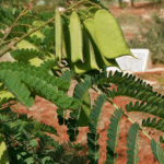 Buy Sappan Wood, Caesalpinia sappan, Pathimugam, Sappamgu, Patamgam, Sappange, Chappannam, Patangah, पतंगाह, பதிமுகம், सप्पन - Live plant online shopping for sale