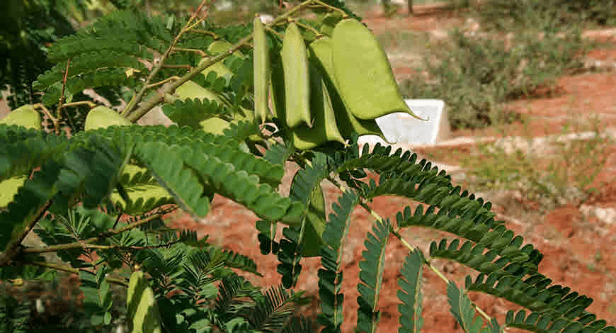 zna93zgglqf7cbydpwvh.png Buy Sappan Wood, Caesalpinia sappan, Pathimugam, Sappamgu, Patamgam, Sappange, Chappannam, Patangah, पतंगाह, பதிமுகம், सप्पन - Live plant online shopping for sale - Image 1