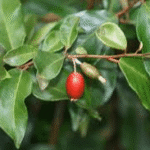 Buy Wild Olive, Elaeagnus Conferta, Kulangai, Kulari Gunnamada, Patte Balli, Ambgool, குலங்கை, अंबगू - Live plant online shopping for sale