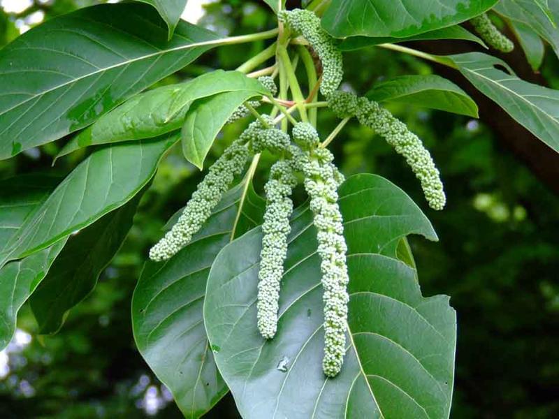 Buy Hymenodictyon orixense, bridal couch tree, काला बचनाग kala bachnag, cinchona excelsa, Vellai kadambu, kadambu(sanga ilakkiyam)-Live plant online shopping for sale