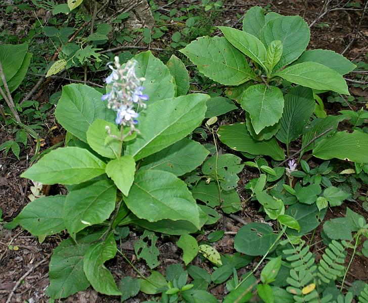 Buy Clerodendrum serratum, harangi, Bharangi, Gantubharangi, angaravalli, siruteku, cheruteku, turk, சிறுதேக்கு-Live plant online shopping for sale