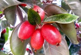 Buy Elaegnus conferta, Wild Olive, Bastard Oleaster, Snake Fruit, মিৰিকাতেংগা Mirika-tenga, Bon-jara-Live plant online shopping for sale