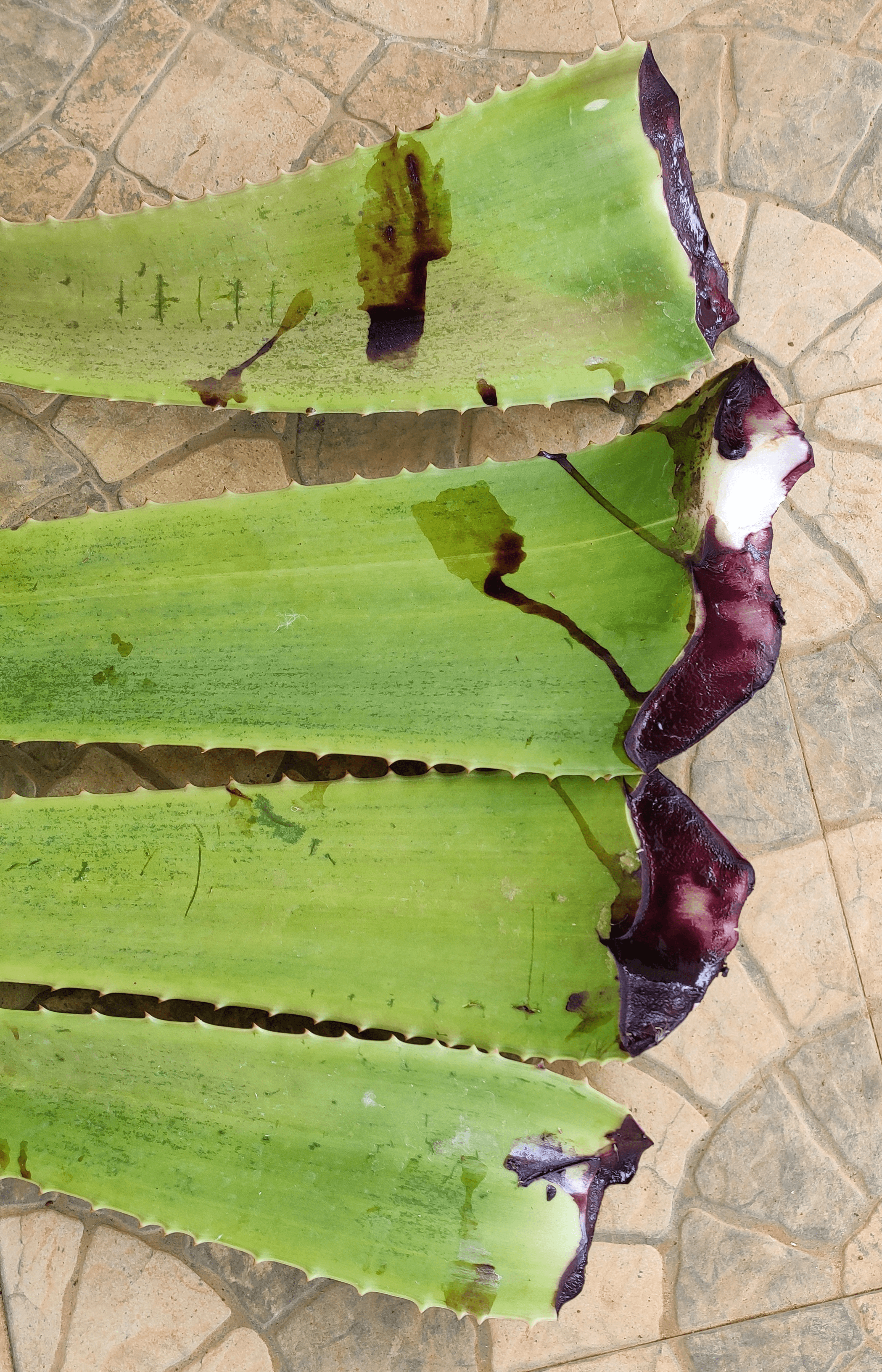 Red aloevera, சிவப்பு கற்றாழை - 1kg