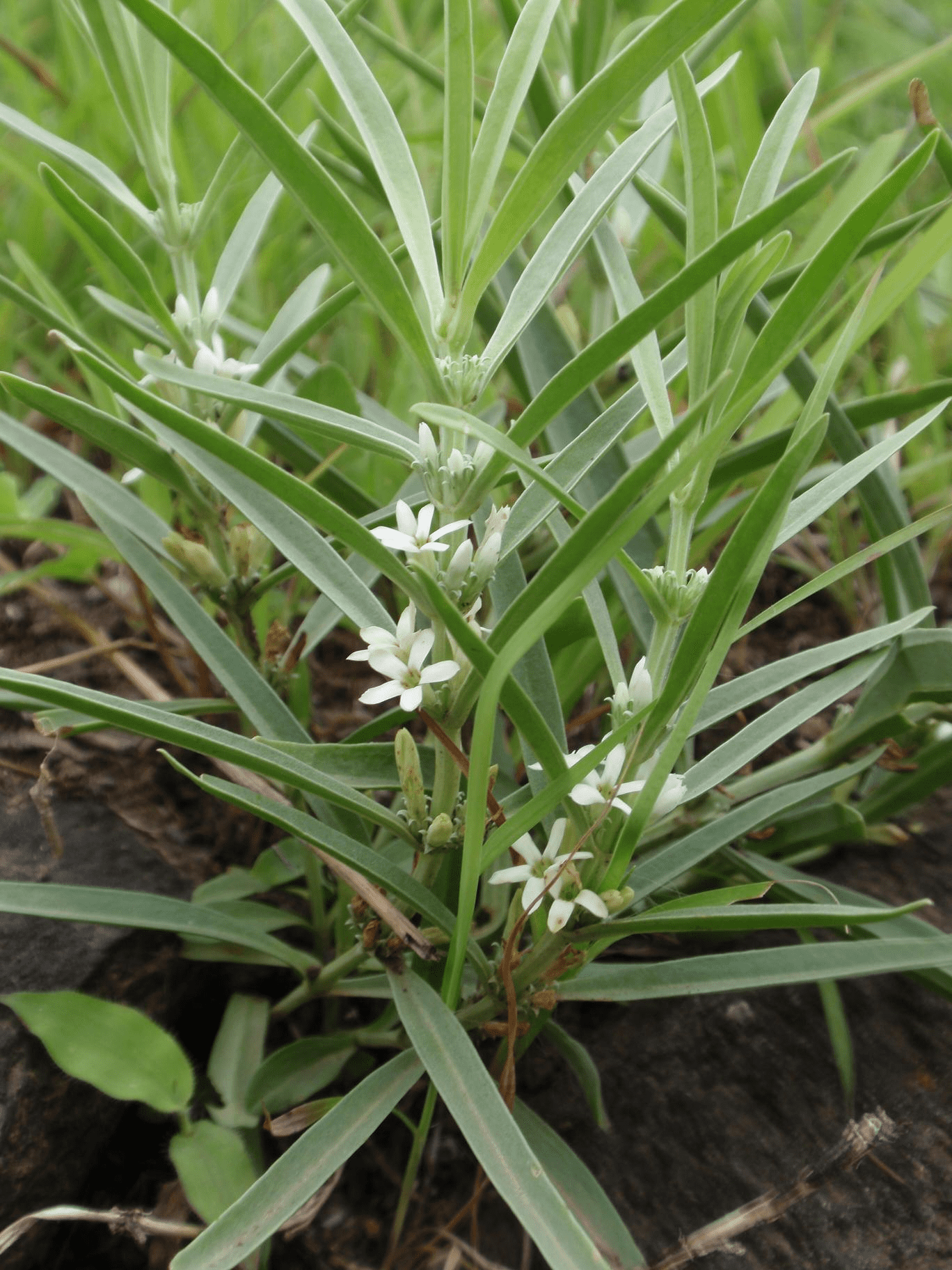 Buy Indian White Head, Enicostema Axillare Vellarugu Chikka Chiragutta Vallari Nelagolimidi Chota Chirayata, छोटा चिरयता, வெள்ளறுகு-Live plant online shopping for sale