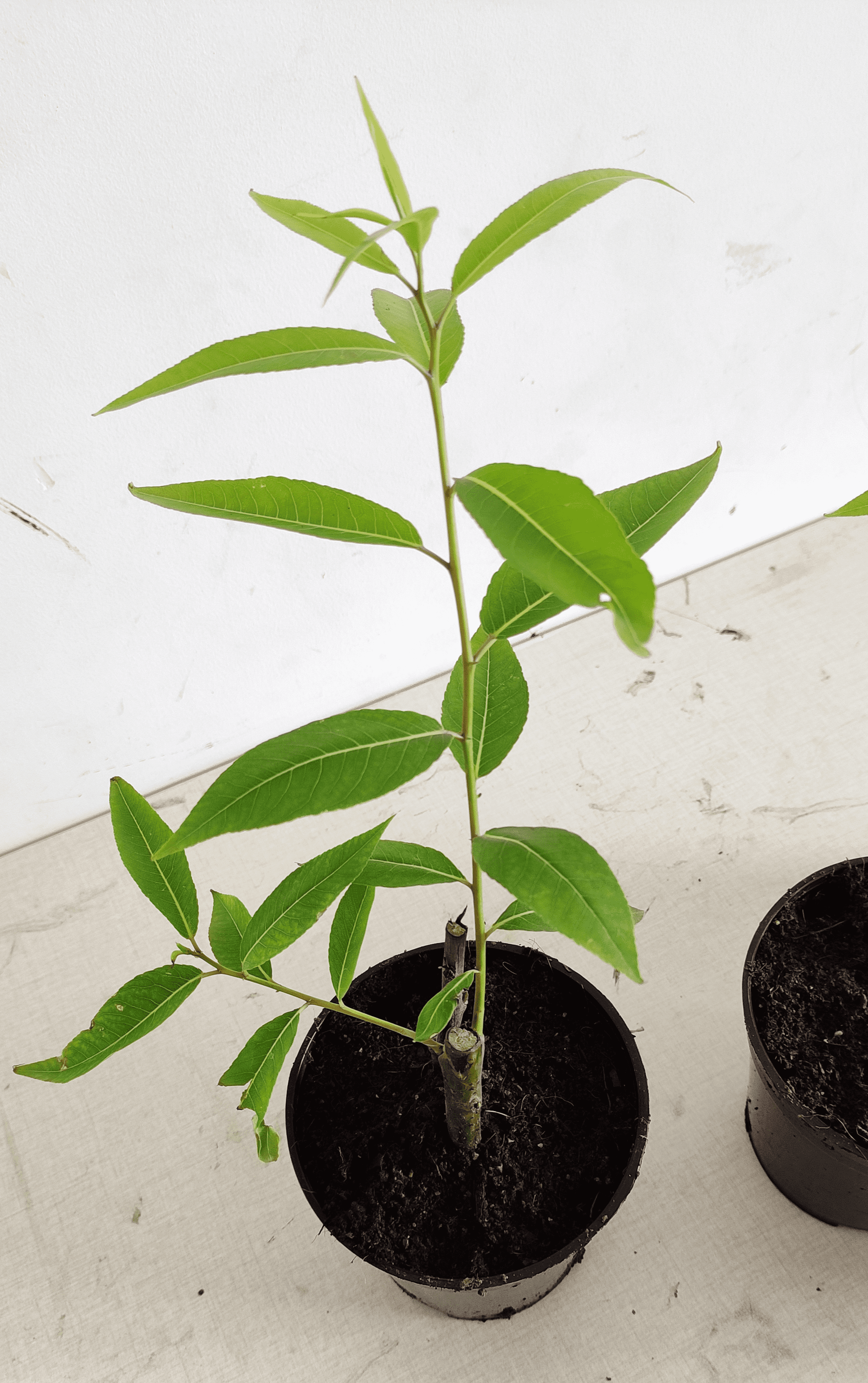 Buy Indian willow, vanchi, salix tetrasperma, vanji, வஞ்சி, nirvanji, niranji, nirunchi, बेद लैला bed-laila-Live plant online shopping for sale