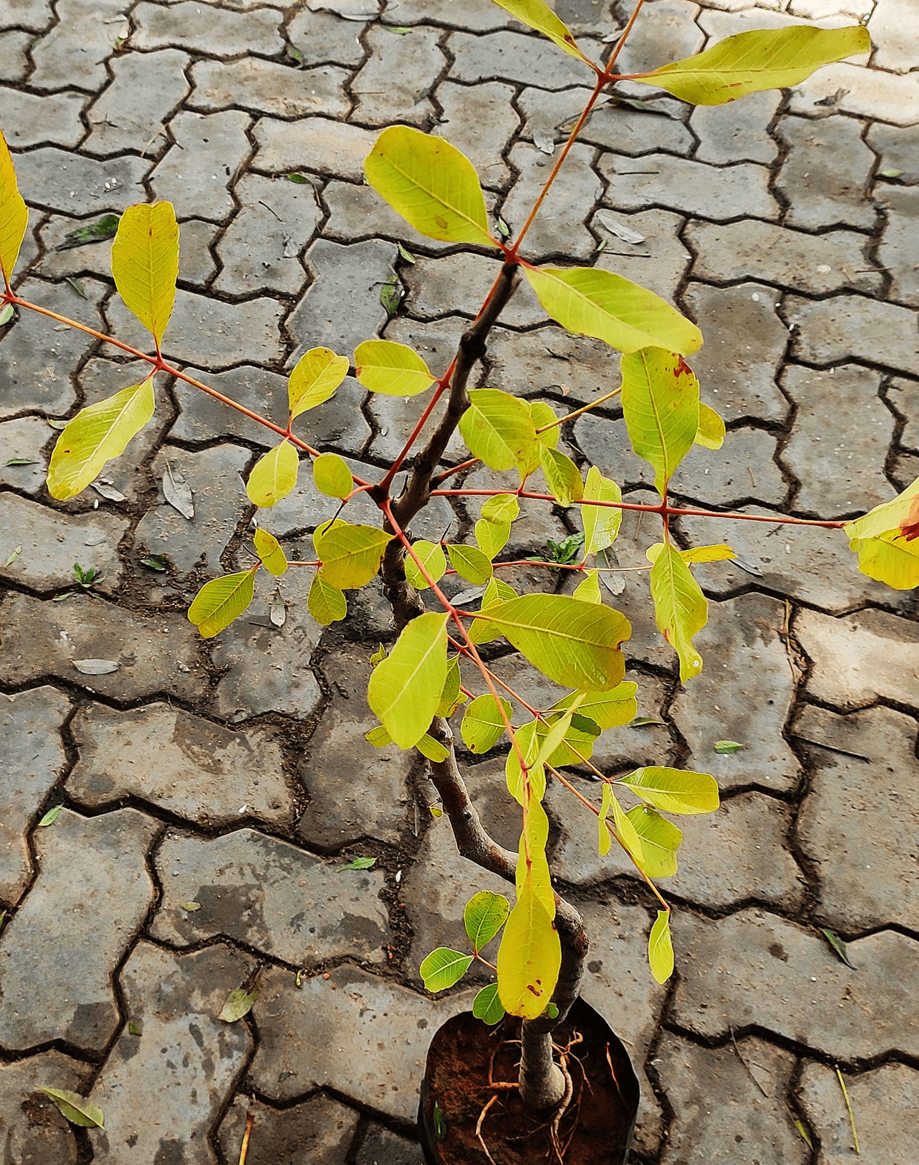 Buy soymida febrifuga, Indian Redwood, Bastard cedar, Mamsarohini, மாம்சரோஹிணி-live plant online shopping for sale